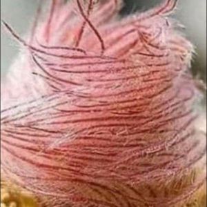 Meet your Posher, Denise